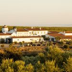 Queda de produção mundial de azeite