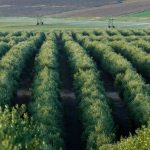 Herdade de Maria da Guarda: Pandemia não afectou operacionalidade