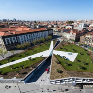 Como cultivar as oliveiras no telhado sem ser homem-aranha