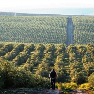 Exportadoras não sentem da mesma forma lockdown nos principais mercados europeus