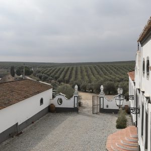 Olival é do sector agrícola aquele que menos consome fitofarmacos