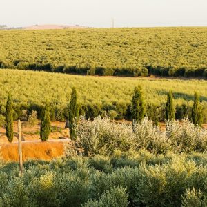 Olival moderno “pode ser sustentável e ecologicamente positivo”, conclui estudo da EDIA