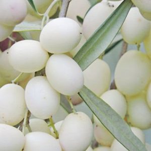 azeitonas brancas