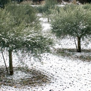 As primeiras oliveiras já sobrevivem na Dinamarca