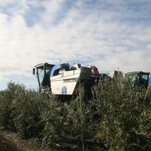 Espanha está a queixar-se  de falta de produção de azeite