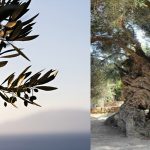 A oliveira: uma árvore que tem muitas histórias para nos contar