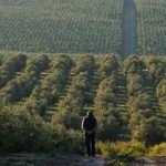 Azeite: Portugal no topo da qualidade produz entre 90 e 98% virgem ou virgem extra