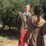 Olival em sebe no mediterrâneo: quais as principais pragas que o afectam