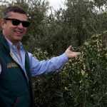 Consumo de azeite no planeta duplicou nas últimas décadas